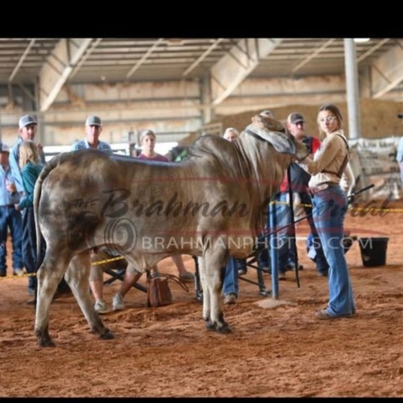 Meet your Posher, Addyson - Picture 1 of 1